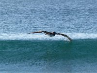 10 Pelican Wing Dip