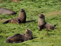 CuriousSeals 3082074
