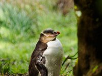 Penguin 3082118