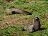 Seals 3082100