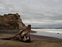 Stump 3071991