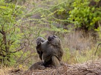 A166988-baboon