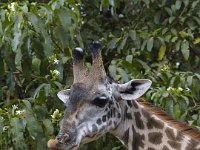 A167068-kissing giraffe