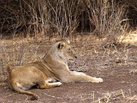 A167122-lioness
