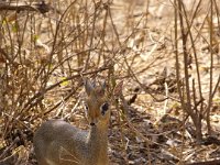 A167151-Dikdik