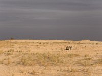 9180601BabyCamel