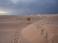 9180691Camel01